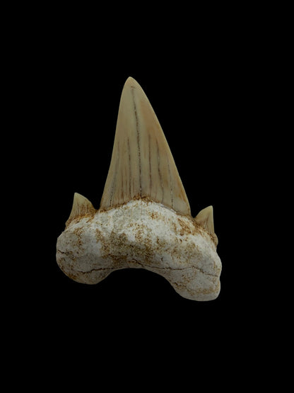 Otodus obliquus fossiele haaientand uit het Eoceen, Marokko | 1,92 inch