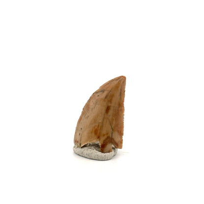 Majungasaurus Dinosaur Tooth from Late Cretaceous, Madagascar (0.86")