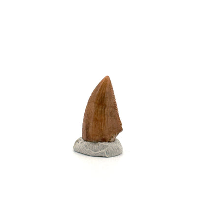Majungasaurus Dinosaur Tooth from Late Cretaceous, Madagascar (0.70")