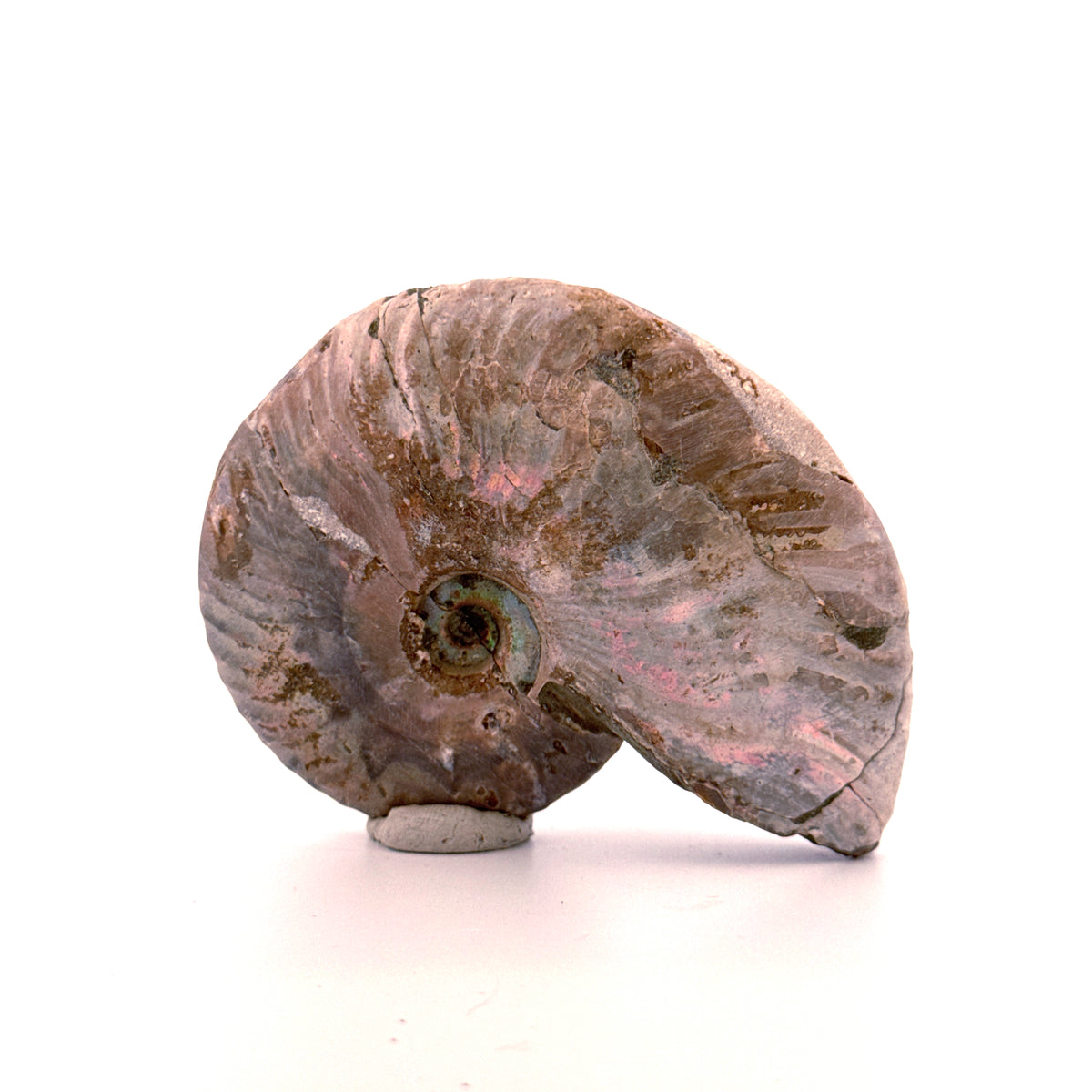 Iriserende ammoniet uit het Krijt, Madagaskar | 2,95 inch)