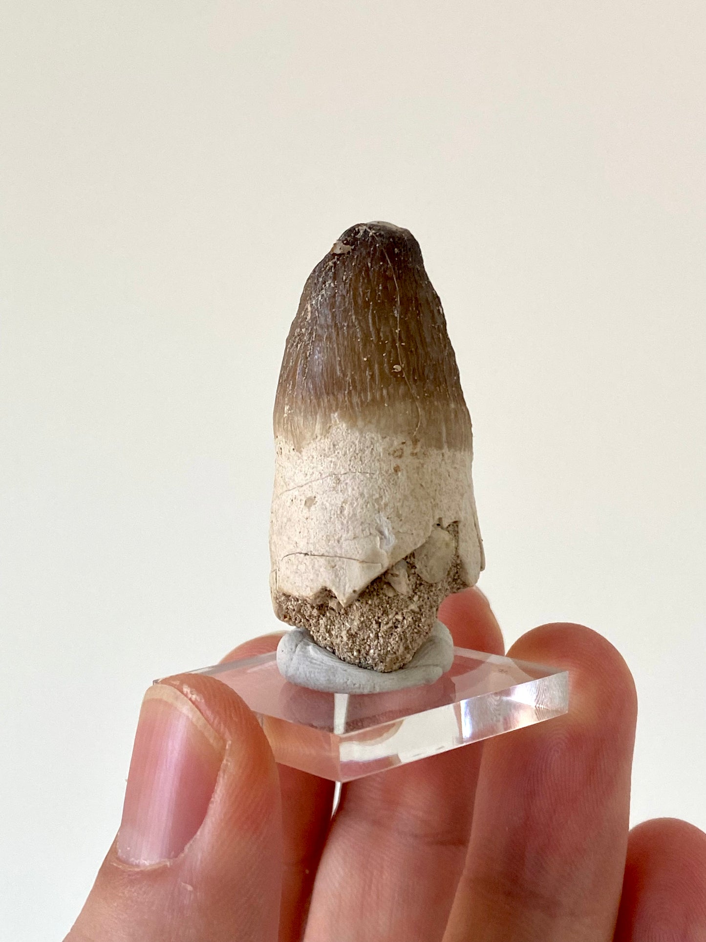 Moroccosuchus zennaroi Fossil tooth (1.76")