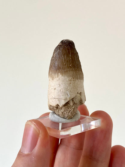 Moroccosuchus zennaroi Fossil tooth (1.76")