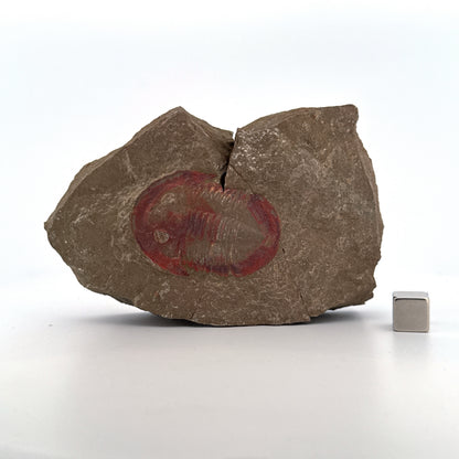 Asaphellus fezouataensis Trilobite, Positive & Negative | 1.69"