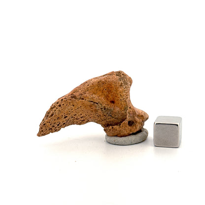 Holenbeer klauw (Ursus spelaeus), distale falanx fossiel (1.78 inch) uit Pleistoceen, Roemenië