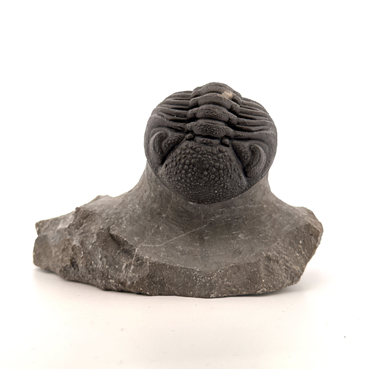 Large Devonian Phacopid Trilobite from Morocco | 2.90"