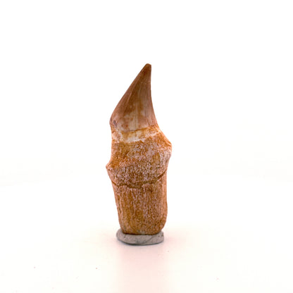 Mosasaurus tand met wortel uit het Laat-Krijt, Marokko (2.31 inch)