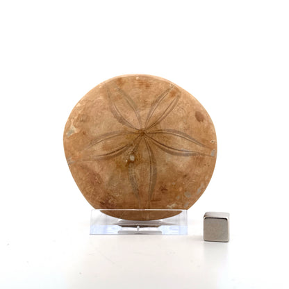 Pygurus Marmonti, zee-egel uit het Jura, Madagaskar (2.81 inch)