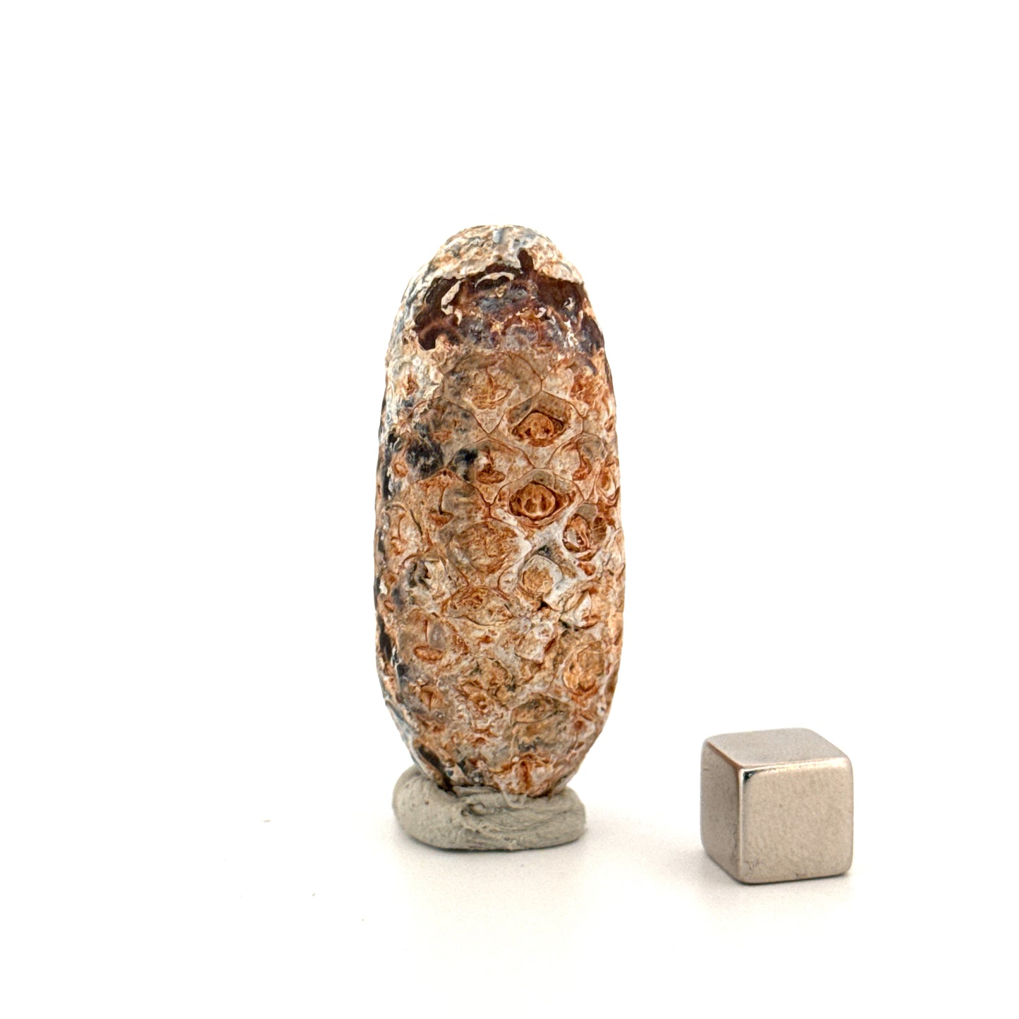 Fossiele Pijnappel, Equicalastrobus chinlea (1.97 inch) - Eoceen plantenfossiel uit Marokko