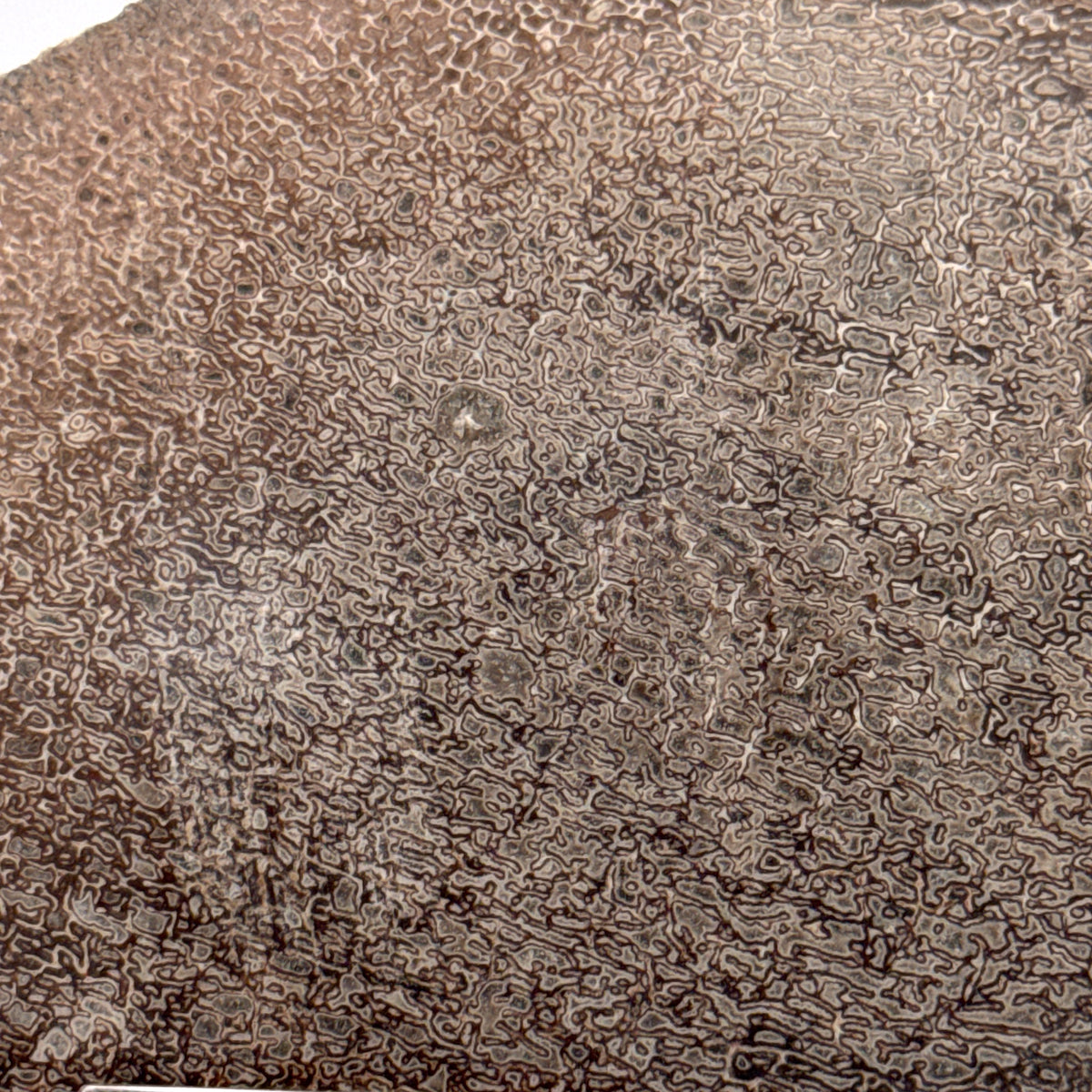 Gepolijst Sauropode Dinosaurusbot uit Jura | 139 Gram