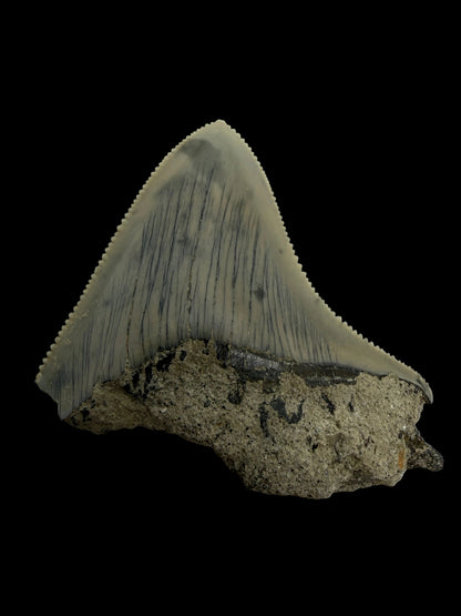 Megalodon Tandfragment uit Indonesië | 2,08 inch