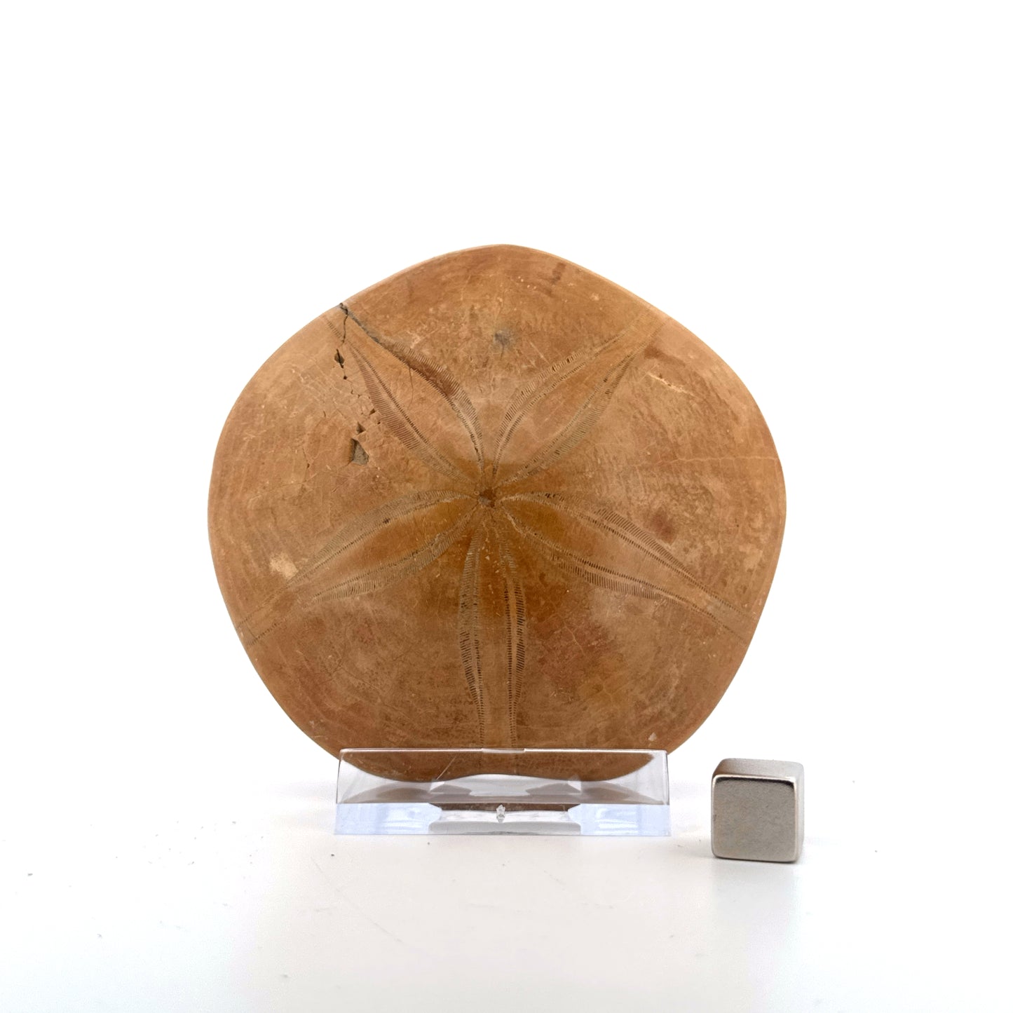 Pygurus Marmonti, zee-egel uit het Jura, Madagaskar (3.06 inch)