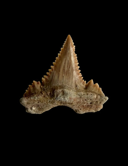 Palaeocarcharodon orientalis Fossil Tooth from Morocco | 1.31"