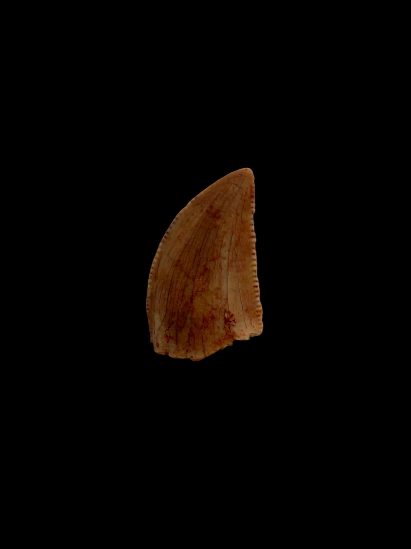 Fossiele tand van een Abelisauride dinosaurus uit Kem Kem, Marokko (0,43 inch)