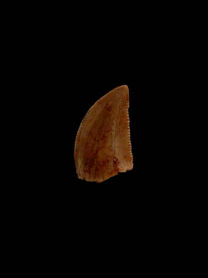 Fossiele tand van een Abelisauride dinosaurus uit Kem Kem, Marokko (0,43 inch)