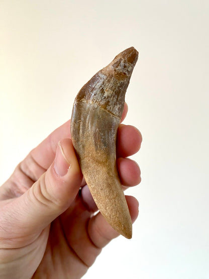 Basilosaurus fossil tooth (3.48") - Late Eocene, Morocco