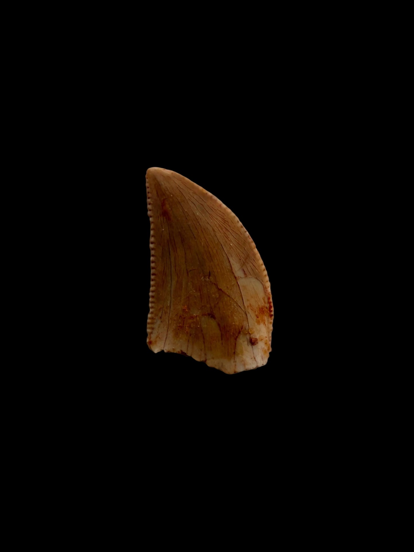Fossiele tand van een Abelisauride dinosaurus uit Kem Kem, Marokko (0,43 inch)