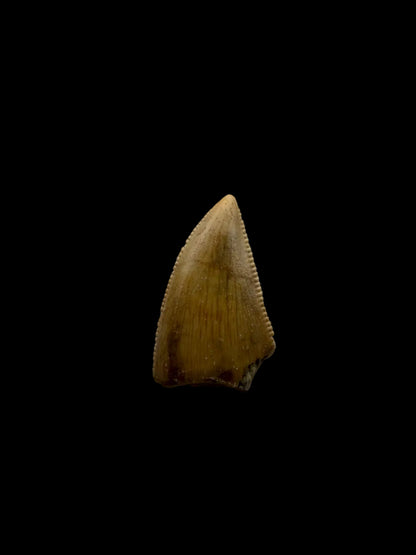 Majungasaurus Dinosaur Tooth from Late Cretaceous, Madagascar (0.70")