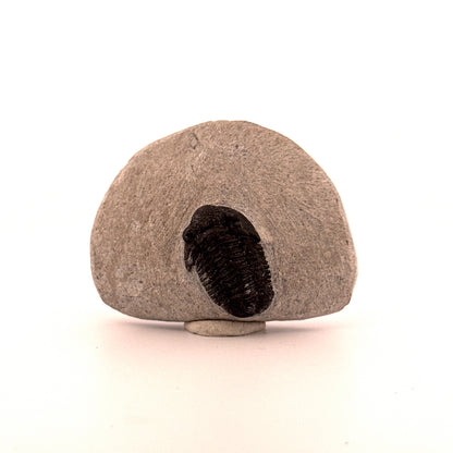 Gerastos granulosus Devonian Trilobite Fossil from Morocco (A021)