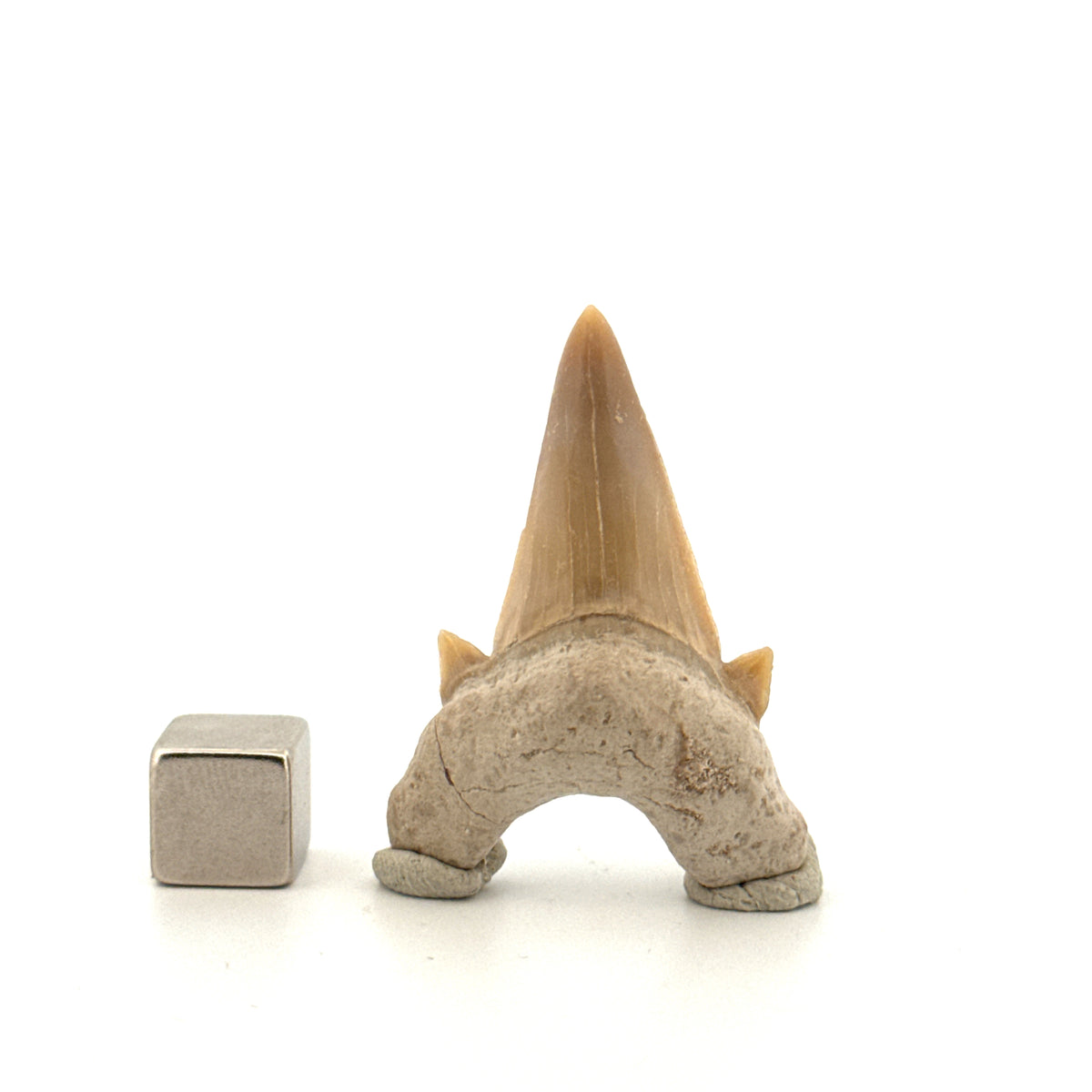 Otodus obliquus Fossil Shark Tooth from Eocene, Morocco | 1.62"