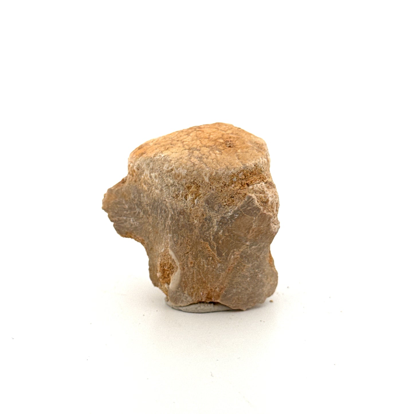 Small Mosasaur caudal vertebra from Late Cretaceous, Morocco (1.38")