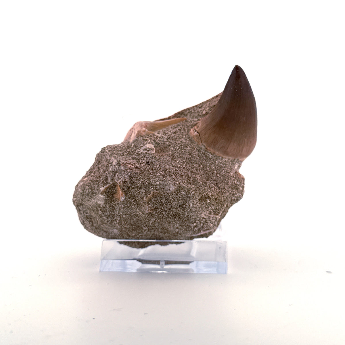 Mosasaur Tooth and Shark tooth from Morocco, Late Cretaceous