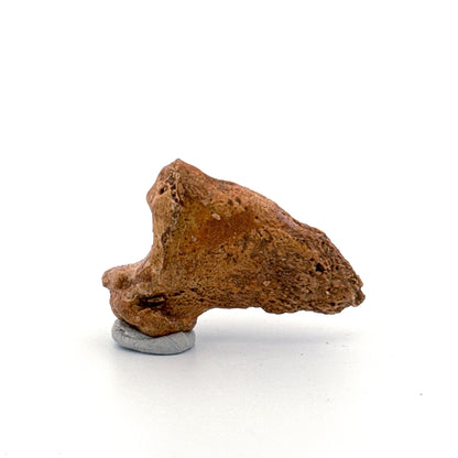 Cave Bear Claw (Ursus spelaeus), Distal phalanx Fossil (1.48") from Pleistocene, Romania