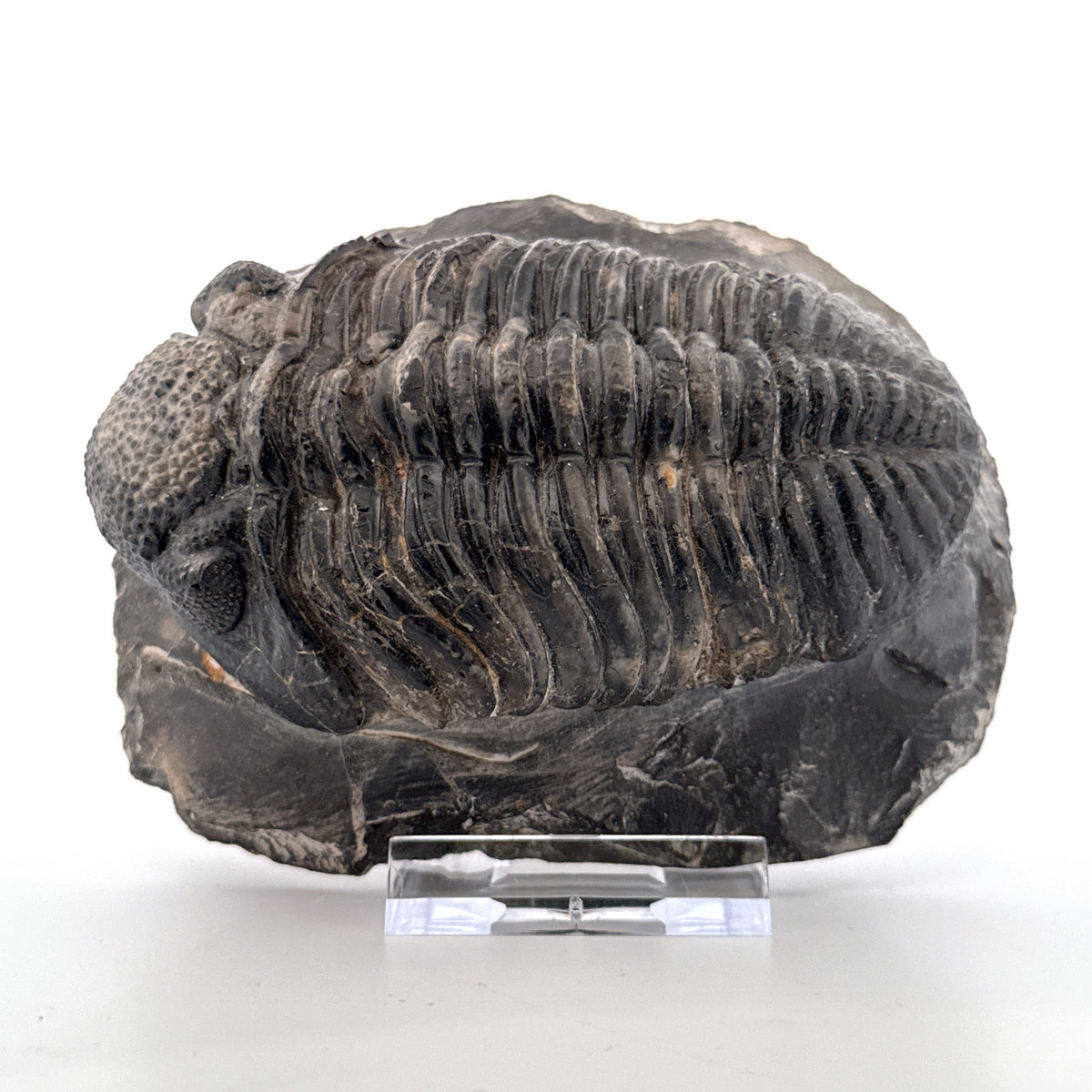 Drotops megalomanicus Trilobite Fossil from Morocco | 3.96"