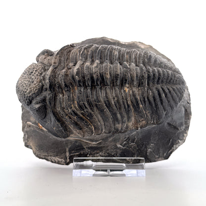 Drotops megalomanicus Trilobite Fossil from Morocco | 3.96"