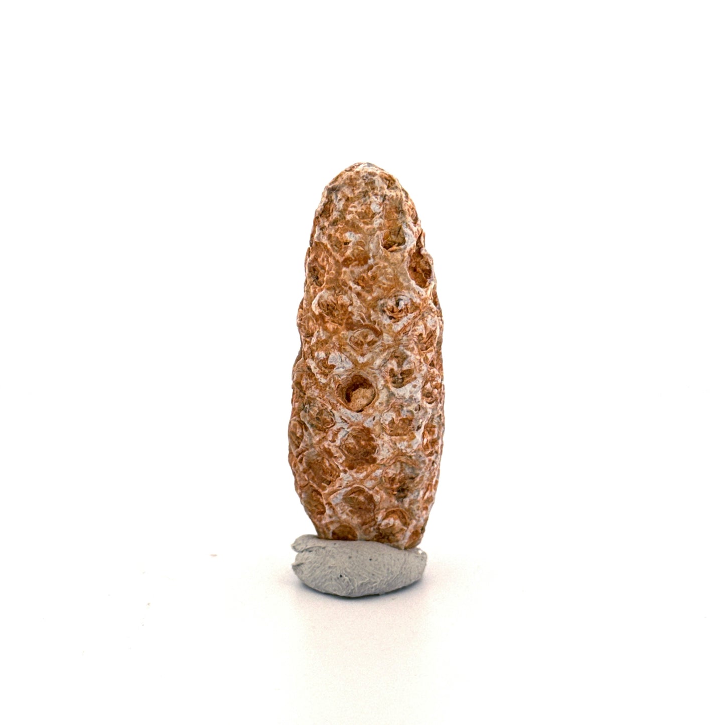 Fossiele Pijnappel, Equicalastrobus chinlea (1.92 inch) - Eoceen plantenfossiel uit Marokko