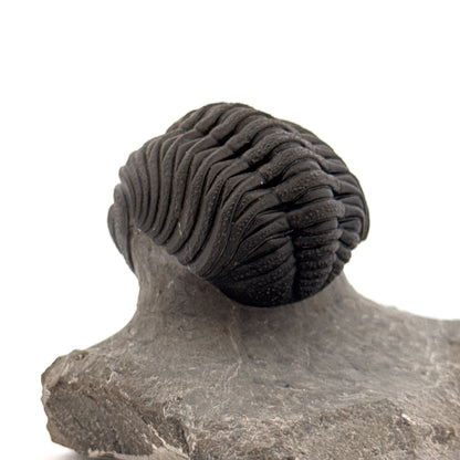 Large Devonian Phacopid Trilobite from Morocco | 2.90"