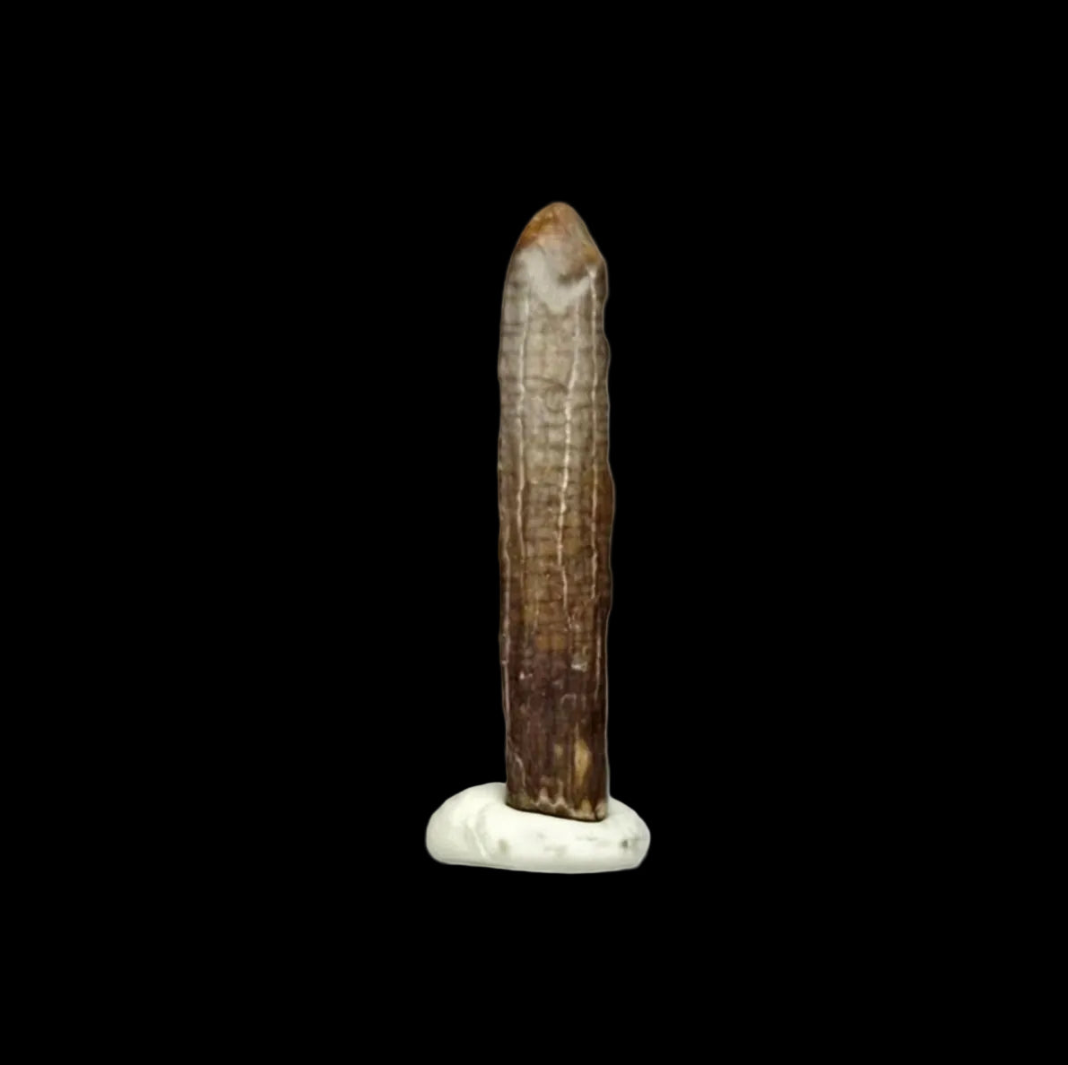 Nigersaurus taqueti Fossil Sauropod Tooth from Cretaceous, Niger (0.78")