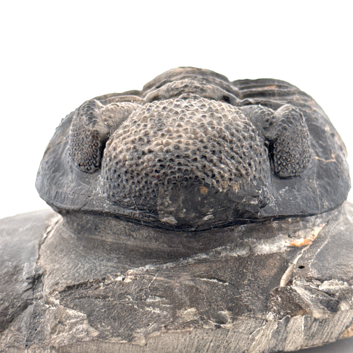 Drotops megalomanicus Trilobite Fossil from Morocco | 3.96"