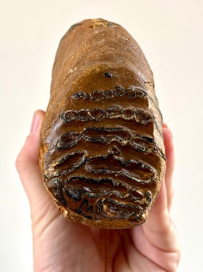 Mammoetkies Primigenius (5,50 inch) - Pleistoceen, Holland