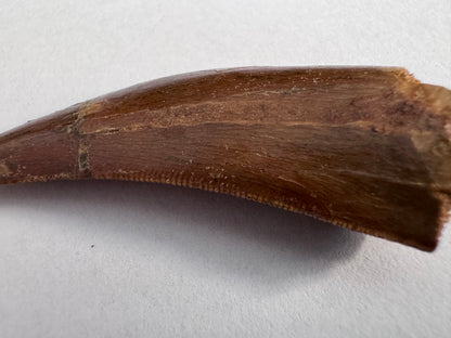 Carcharodontosaurus fossiele tand, Krijt dinosaurus tand uit Kem Kem Beds, Marokko (2,06 inch)