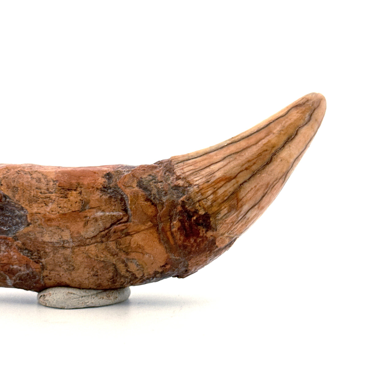 Holenbeer (Ursus spelaeus) hoektand uit het Pleistoceen, Roemenië | 3,91 inch