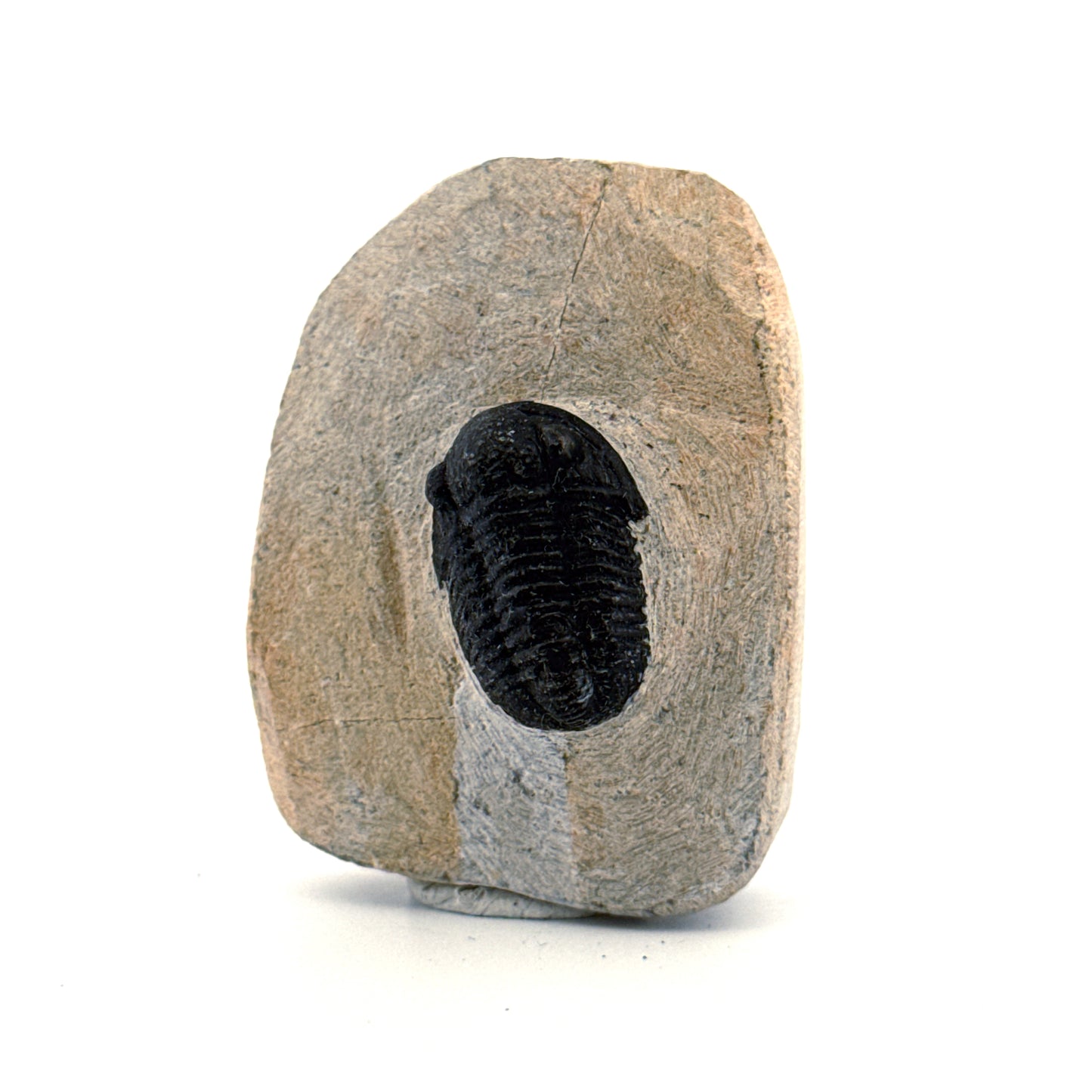 Gerastos granulosus Devonian Trilobite Fossil from Morocco (A025)
