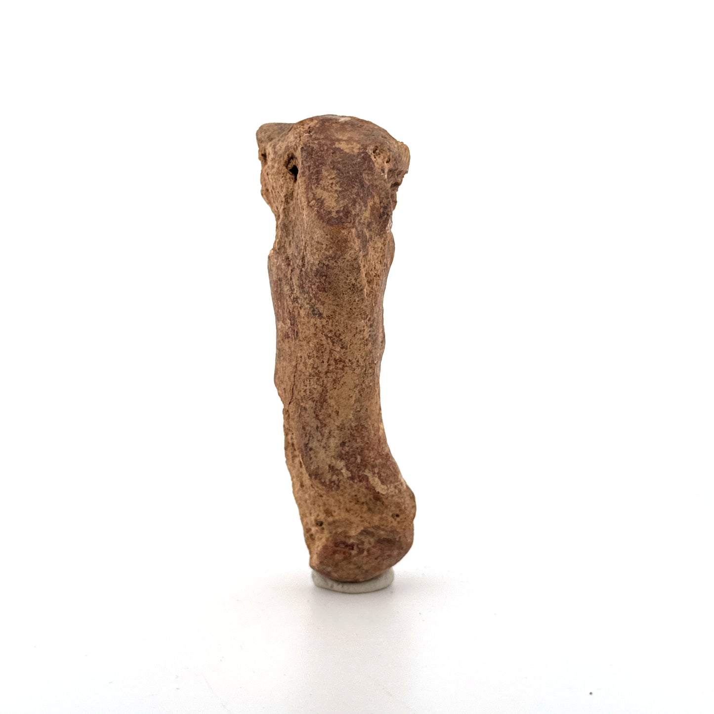 Holenbeer (Ursus spelaeus) Middenhandsbeen Fossiel (3.46"), Pleistoceen, Roemenië
