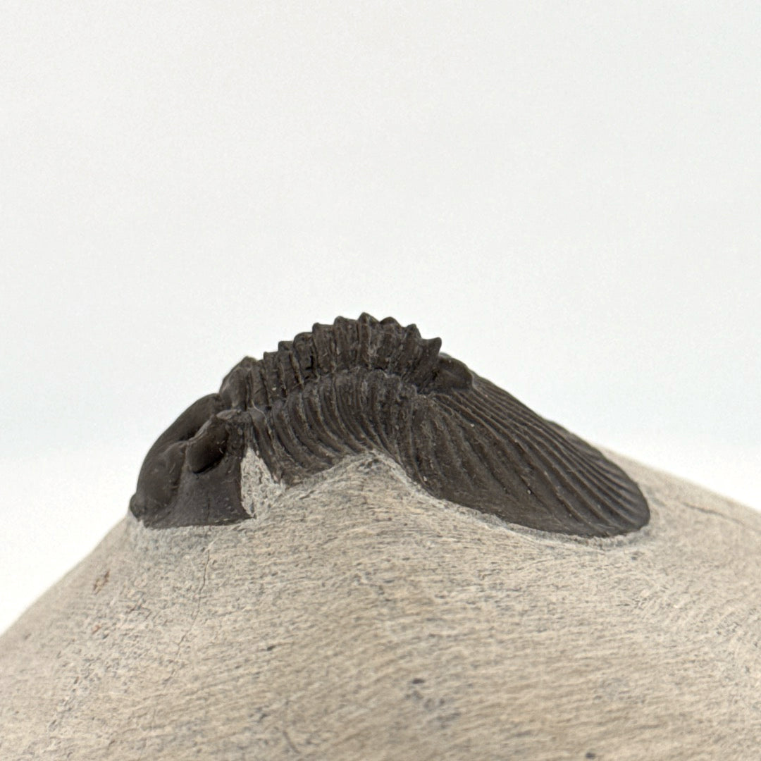 Scutellum sp. Trilobiet op Matrix uit Devoon, Marokko (1.45 inch)