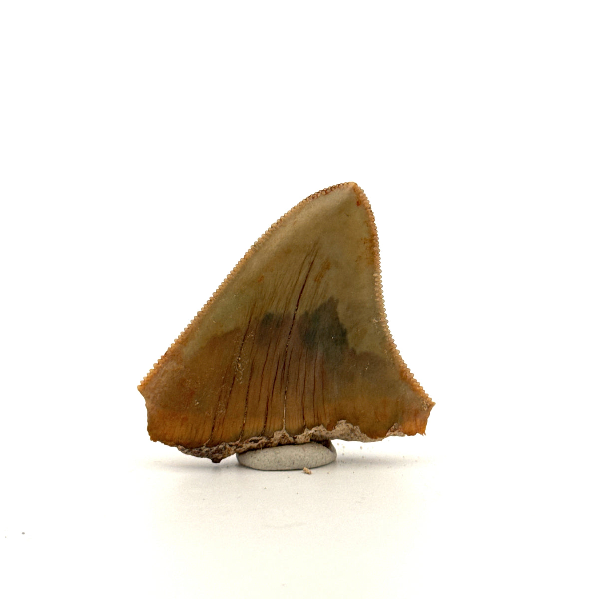 Megalodon Tandfragment uit Indonesië | 1,75 inch