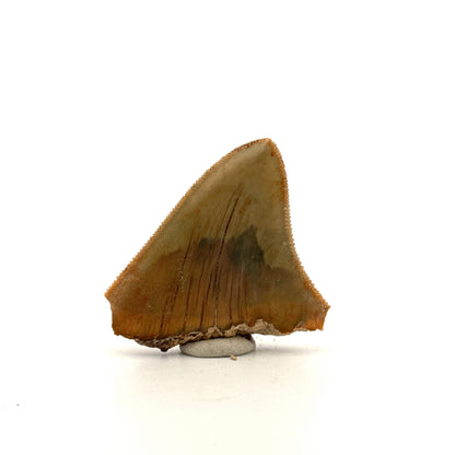 Megalodon Tandfragment uit Indonesië | 1,75 inch