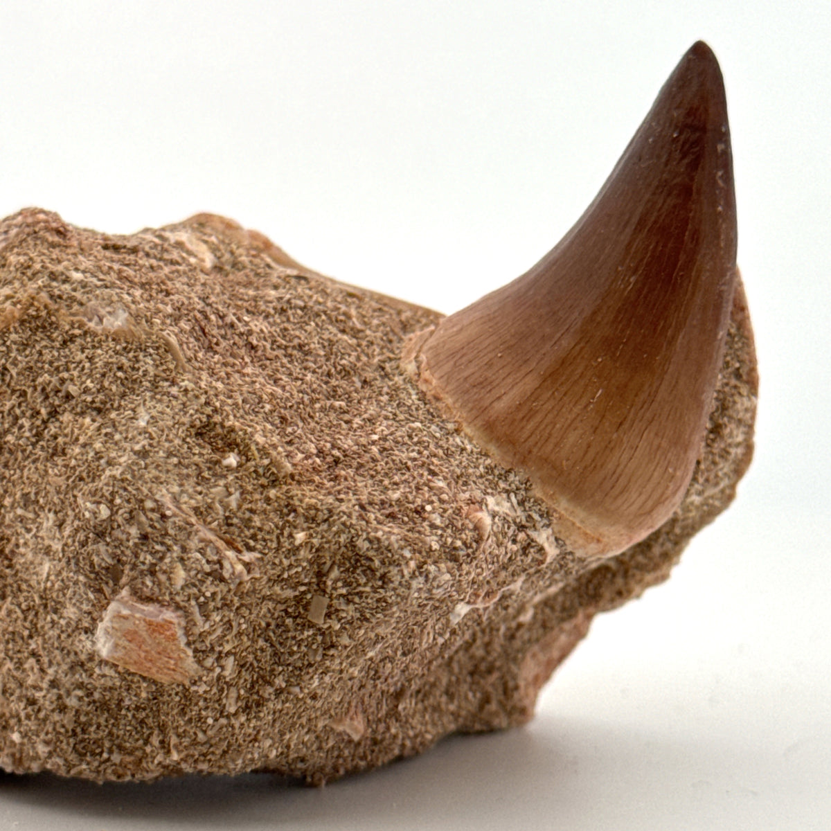 Mosasaur Tooth and Shark tooth from Morocco, Late Cretaceous