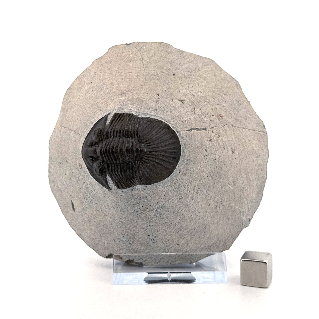 Scutellum sp. Trilobiet op Matrix uit Devoon, Marokko (1.45 inch)