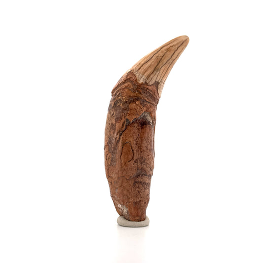 Holenbeer (Ursus spelaeus) hoektand uit het Pleistoceen, Roemenië | 3,91 inch