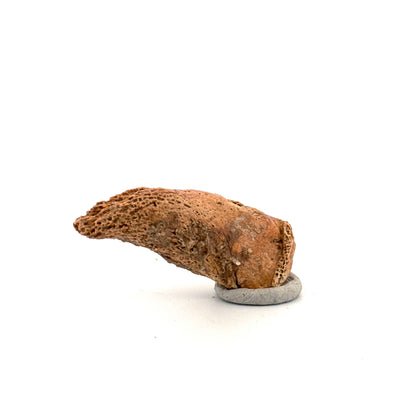 Holenbeer klauw (Ursus spelaeus), distale falanx fossiel (1.84 inch) uit Pleistoceen, Roemenië