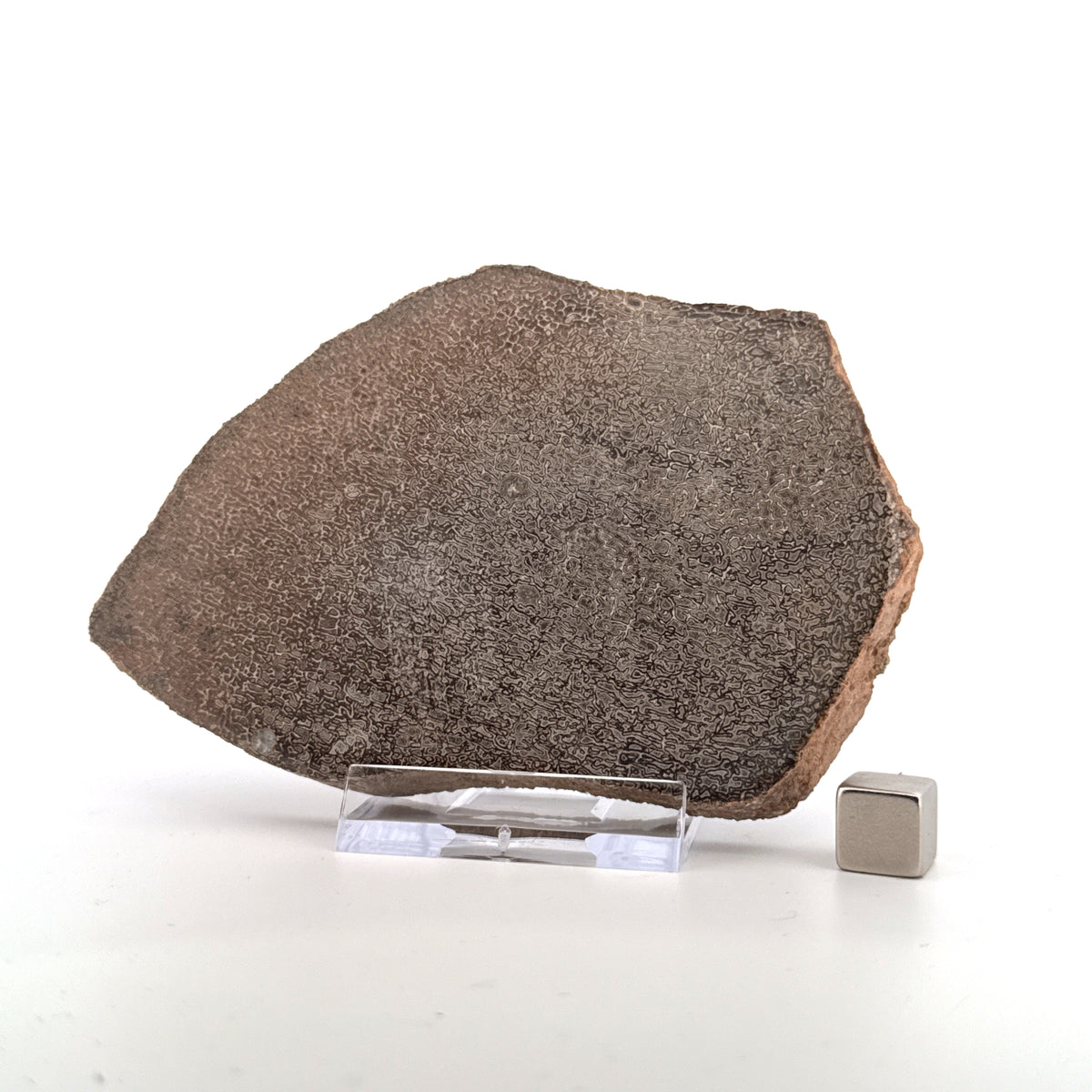 Gepolijst Sauropode Dinosaurusbot uit Jura | 139 Gram
