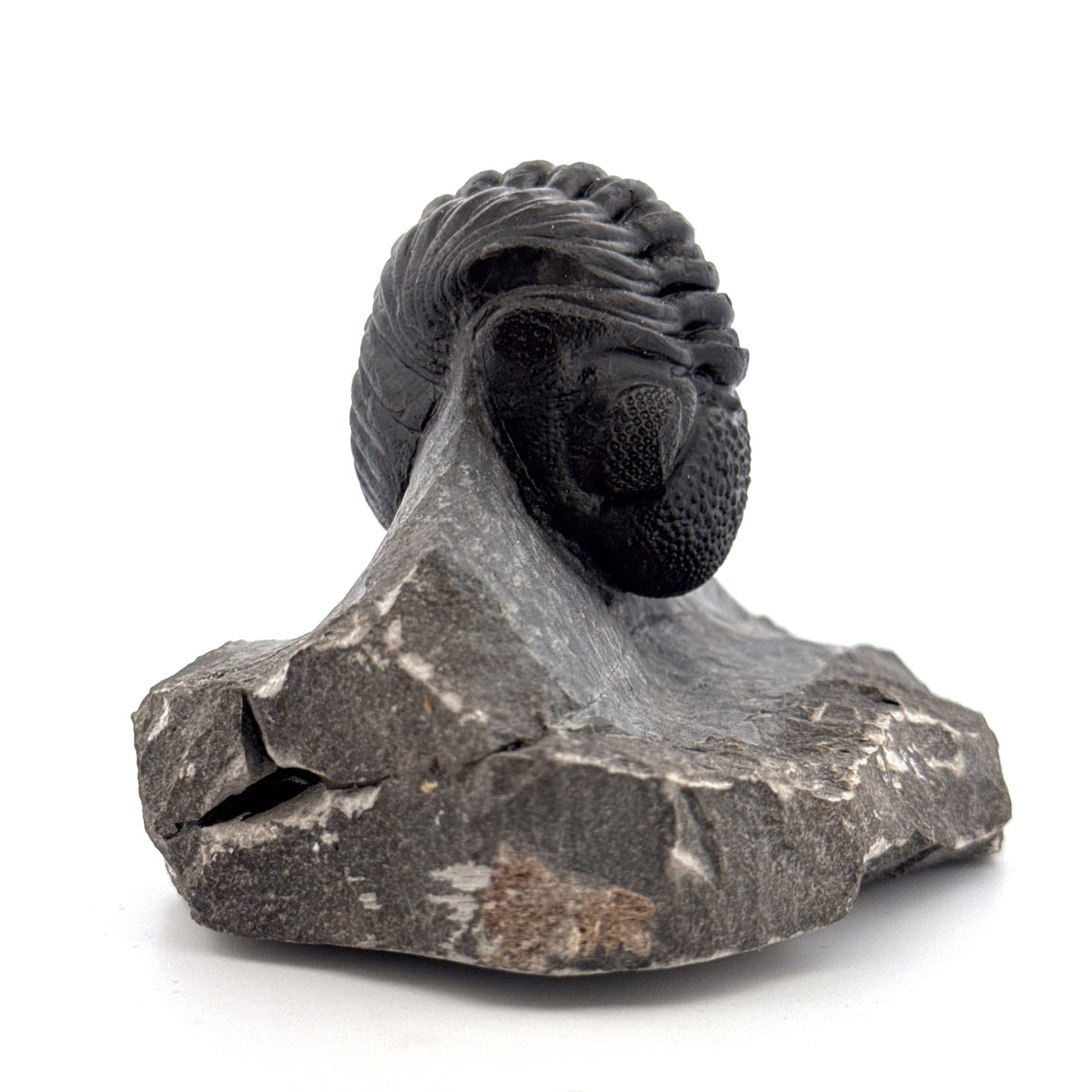 Large Devonian Phacopid Trilobite from Morocco | 3.10"
