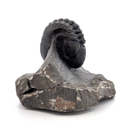 Large Devonian Phacopid Trilobite from Morocco | 3.10"