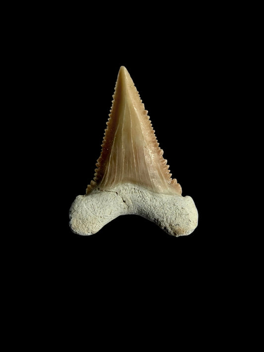 Palaeocarcharodon orientalis Fossil Tooth from Morocco | 1.22"