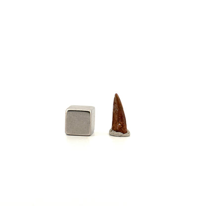 Redondasaurus, tand van een Phytosaur uit het Laat-Trias, VS | 0,60 inch
