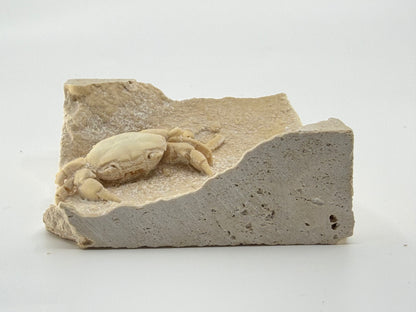 Exceptional Potamon Fossil Crab on Travertine Matrix (2.90") from Pleistocene, Turkey